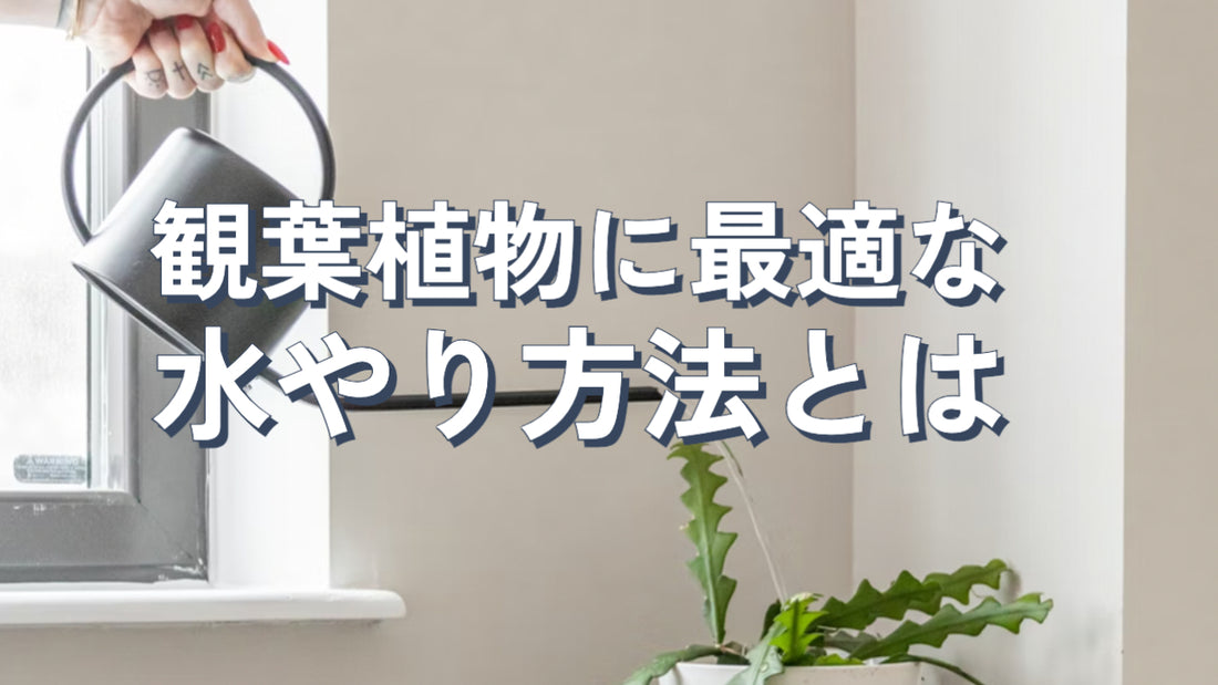 観葉植物に最適な水やり方法