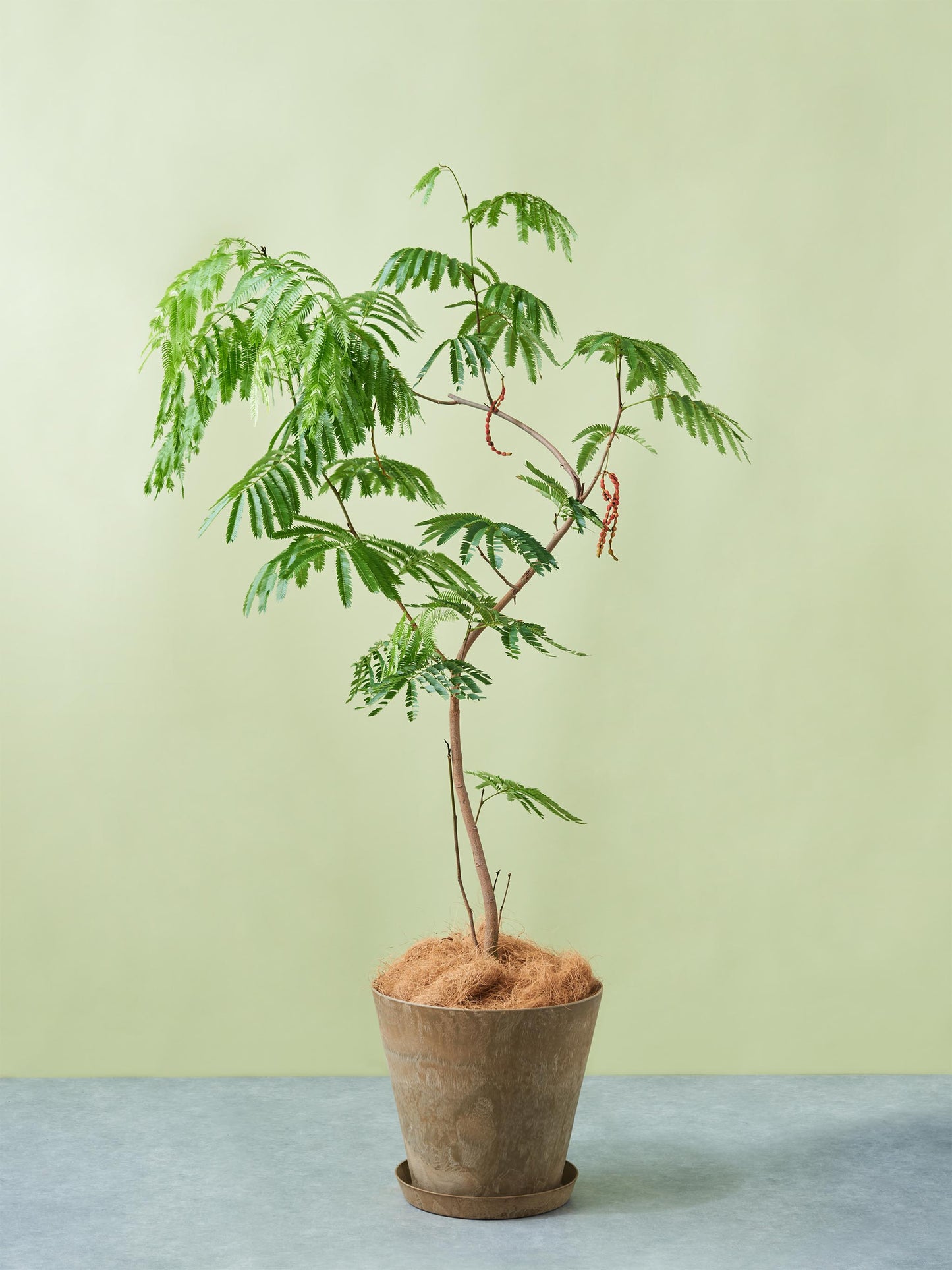 エバーフレッシュ