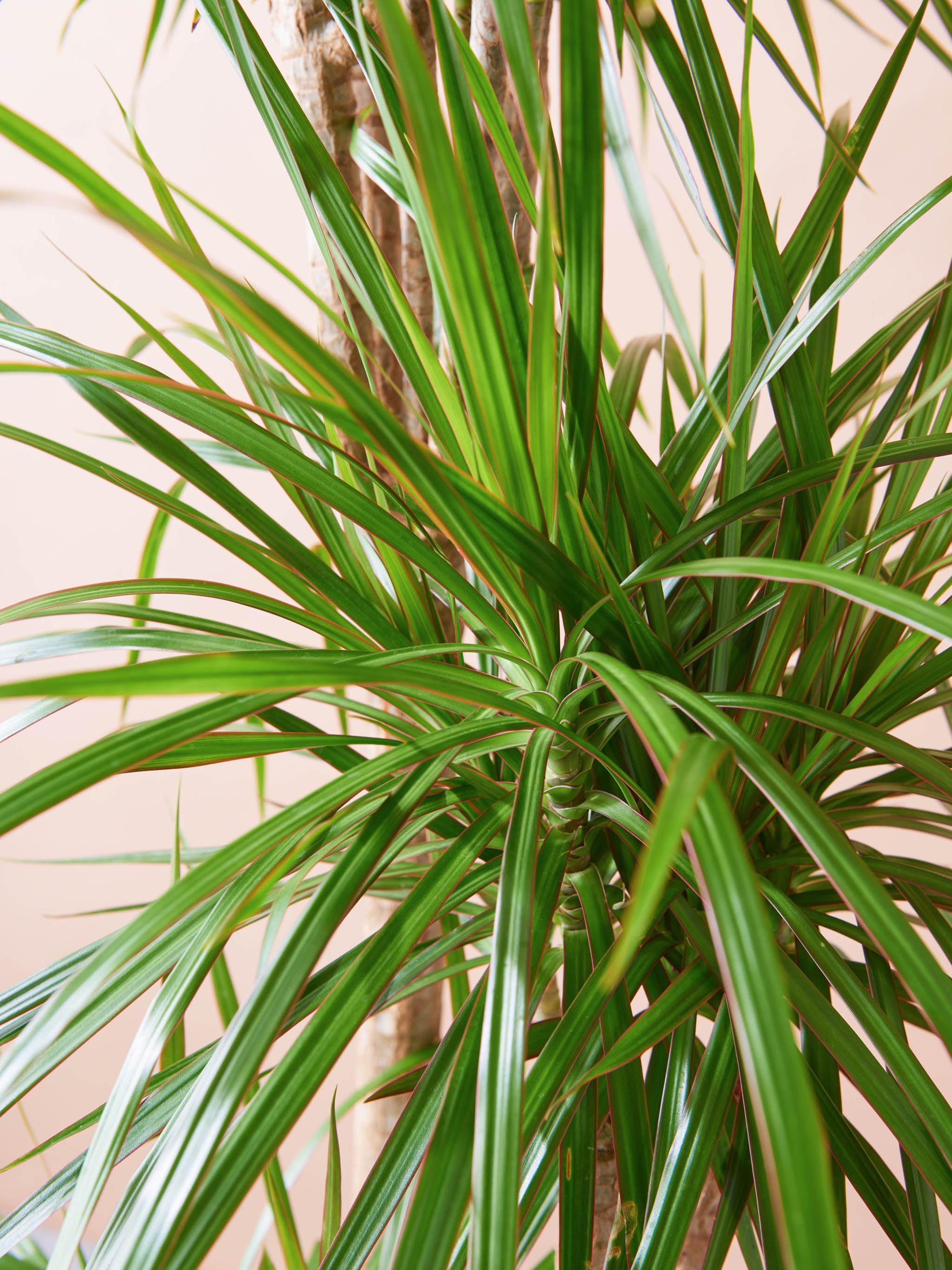 ドラセナレフレクサ – LIVE リブ 観葉植物のサブスクレンタル
