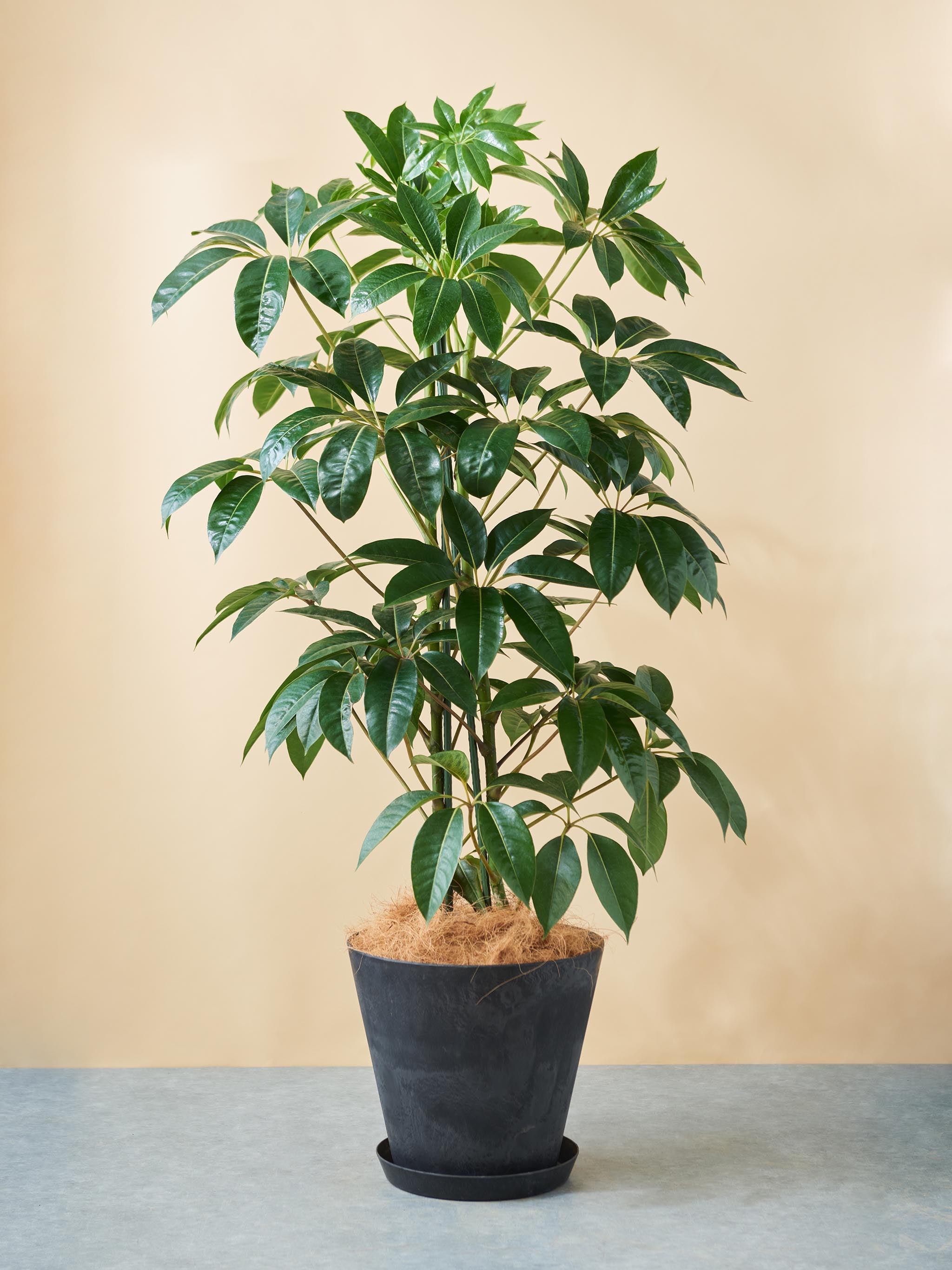 ツピタンサス – LIVE リブ 観葉植物のサブスクレンタル